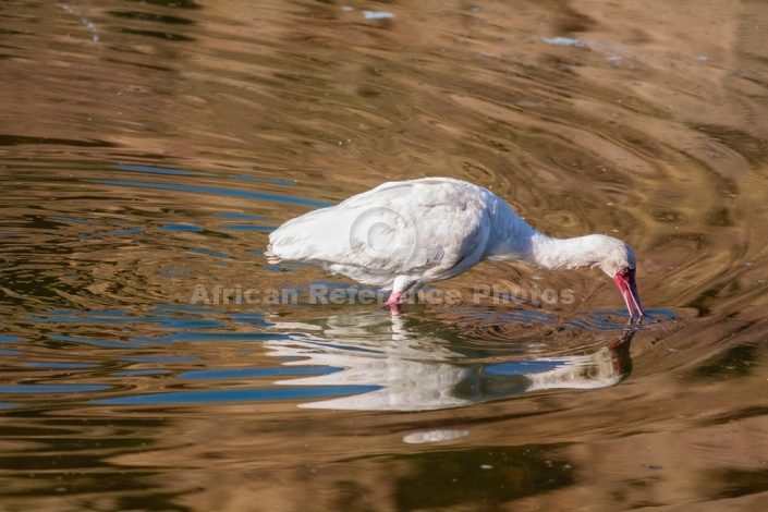 African Spoonbill with Bill in Water