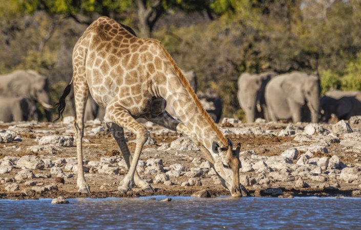 Giraffe Drinking from Waterhole