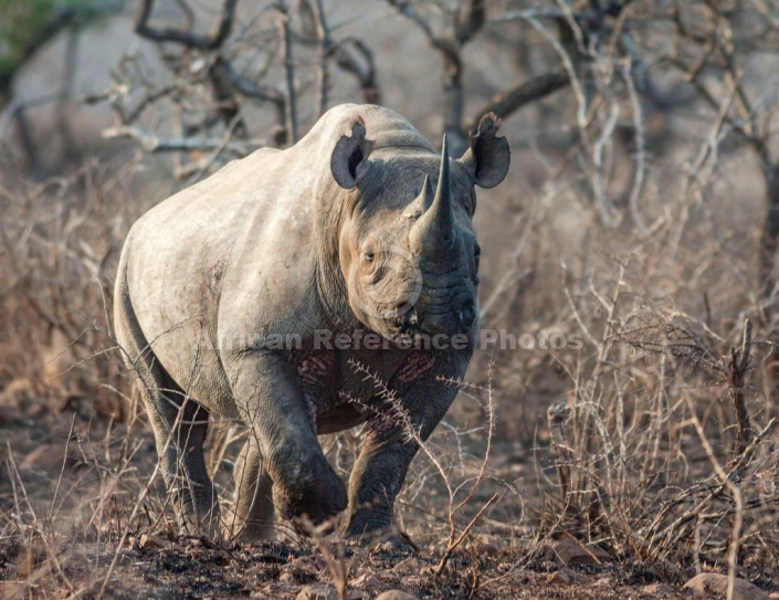 Black Rhino