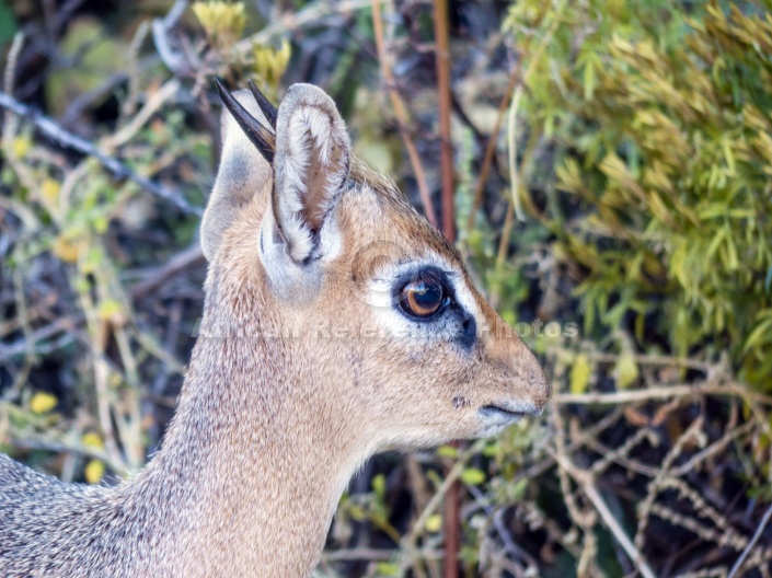 Damara Dik-Dik Male, Close-up