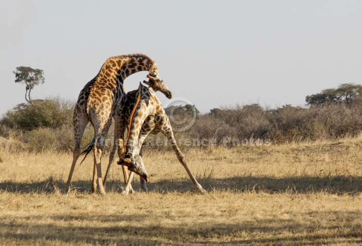 Giraffes Neck Slamming Reference Picture