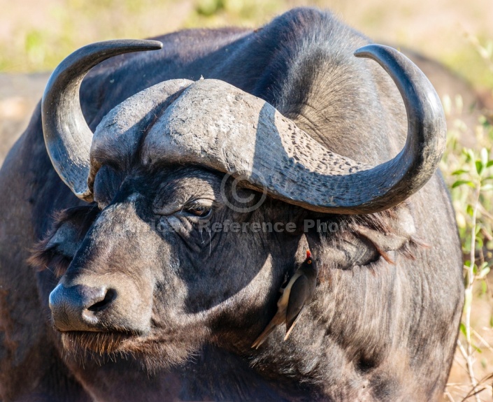 Buffalo Bull, Close-up with Oxpecker