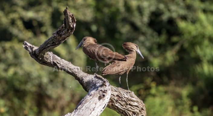 Hamerkop