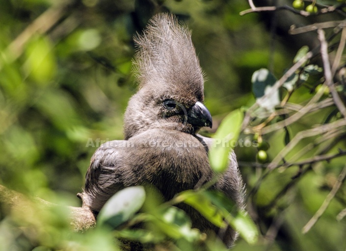 Grey Go-away Bird