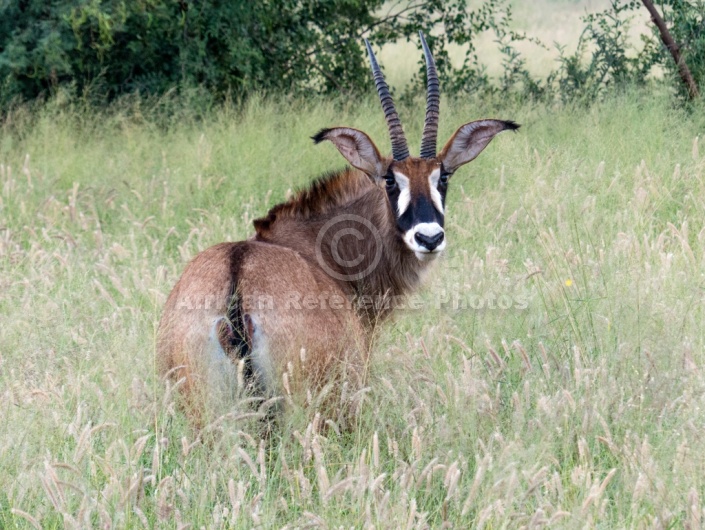 Roan Antelope Looking over Shoulder