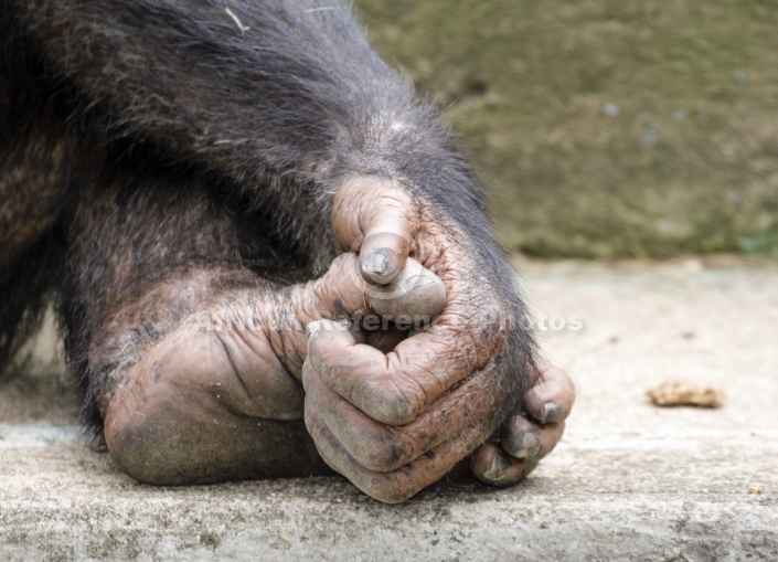 Captive Chimpanzee