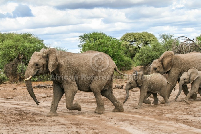 Elephant Family in a Hurry