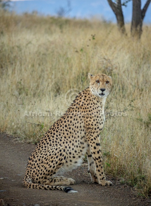 Male Cheetah at Dusk