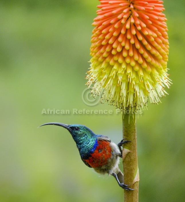 Southern Double-collared Sunbird on Red Hot Poker