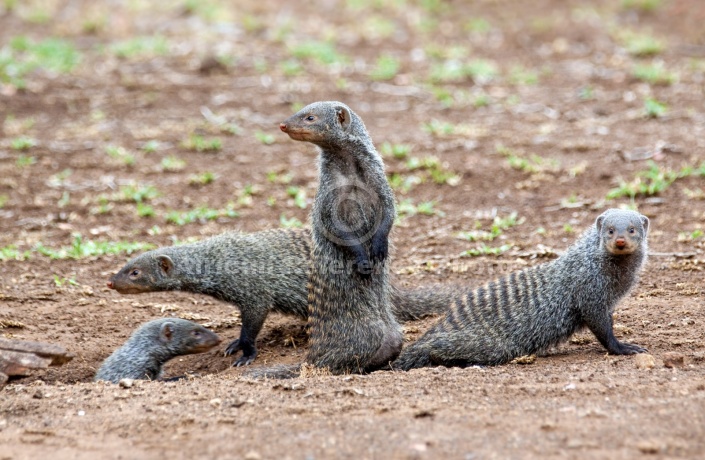 Banded Mongoose Family