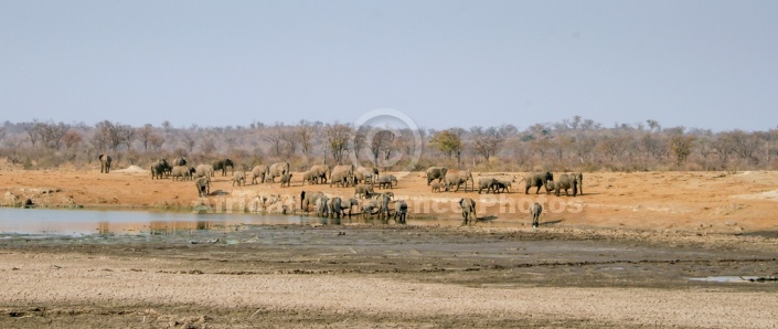 Scenic of Elephants Coming  Down to Drink