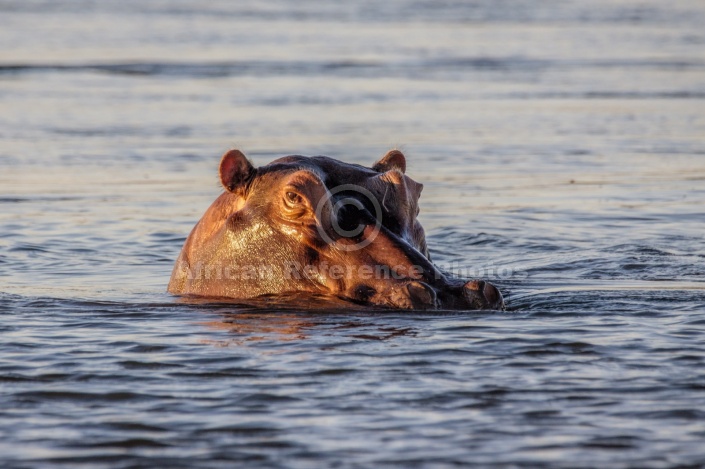 Hippo Close-Up