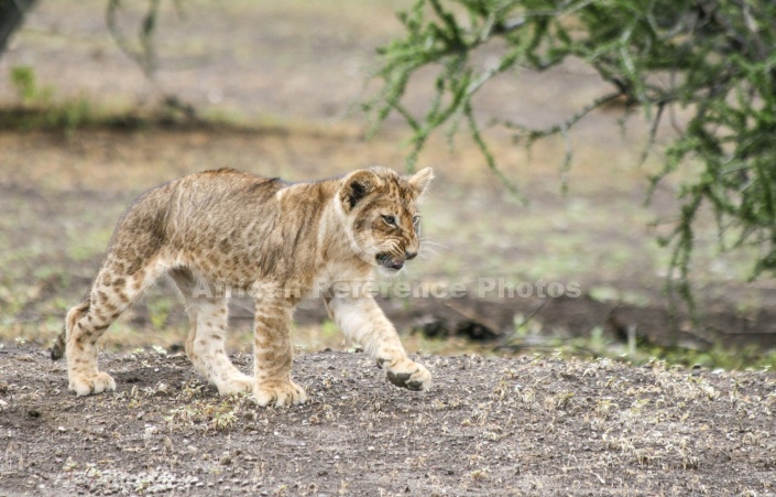 Lion Cub Striding