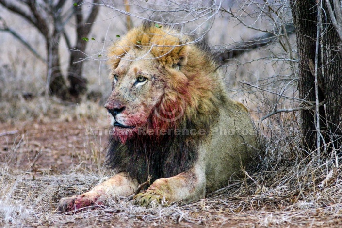 Male Lion with Bloodied Face