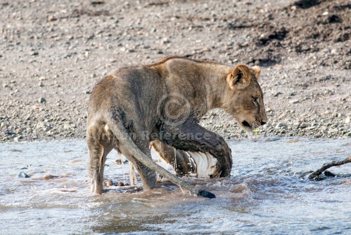 Juvenile Lion Watching Twig in Water