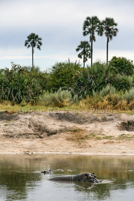 Hippo Pool, Moremi Game Reserve