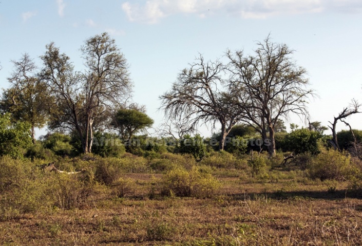 Mashatu Game Reserve Scenic