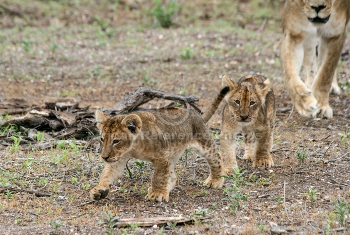 Lion Cubs Walking ahead of Mother