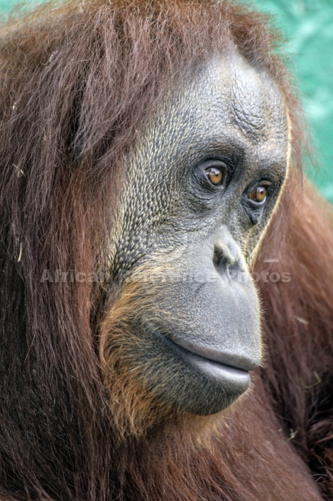 Captive Orangutan