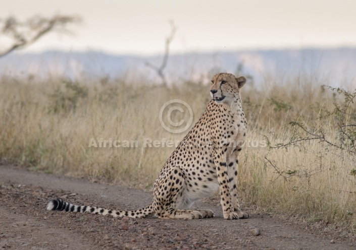 Male Cheetah at Dusk