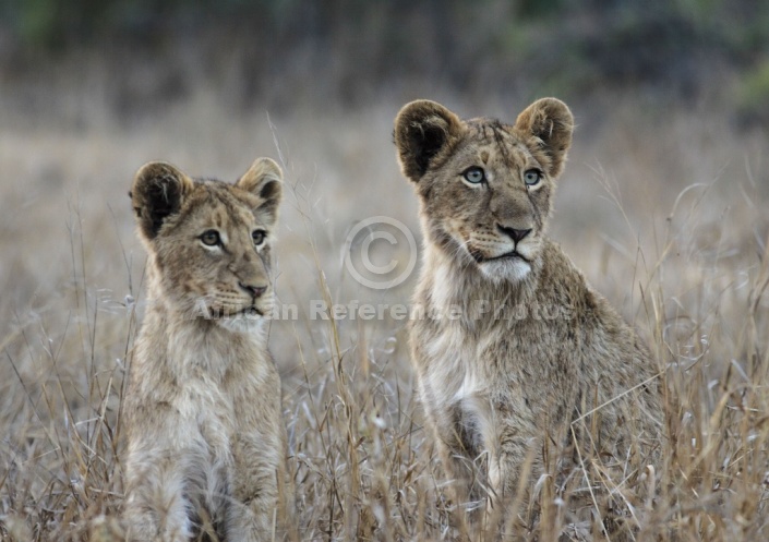 Watchful Young Lions