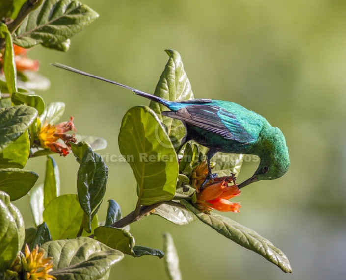 Malachite Sunbird on Wild Pomegranate