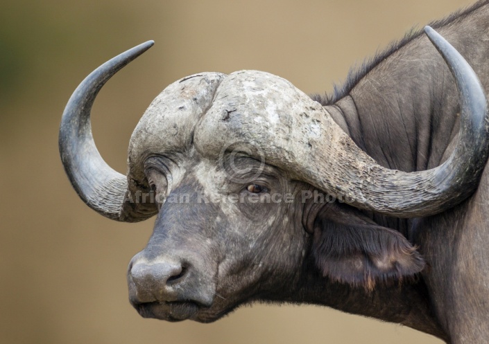 African Buffalo Bull