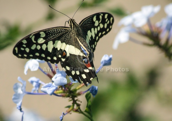 Citrus Swallowtail Butterfly