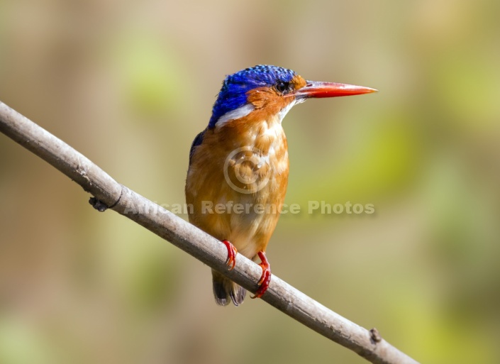 Malachite Kingfisher Perching