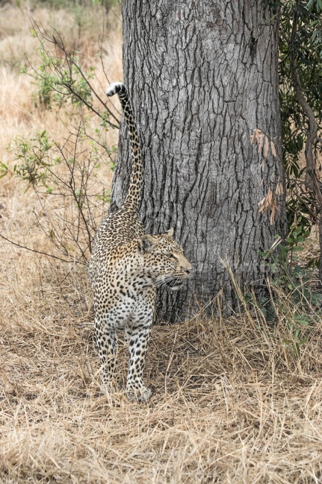 Leopard, Sabi Sand Game Reserve