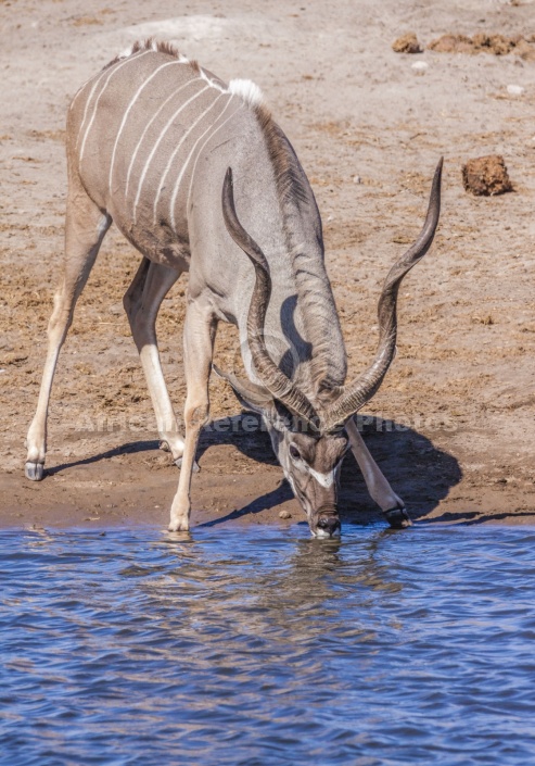 Male Kudu at Waterhole