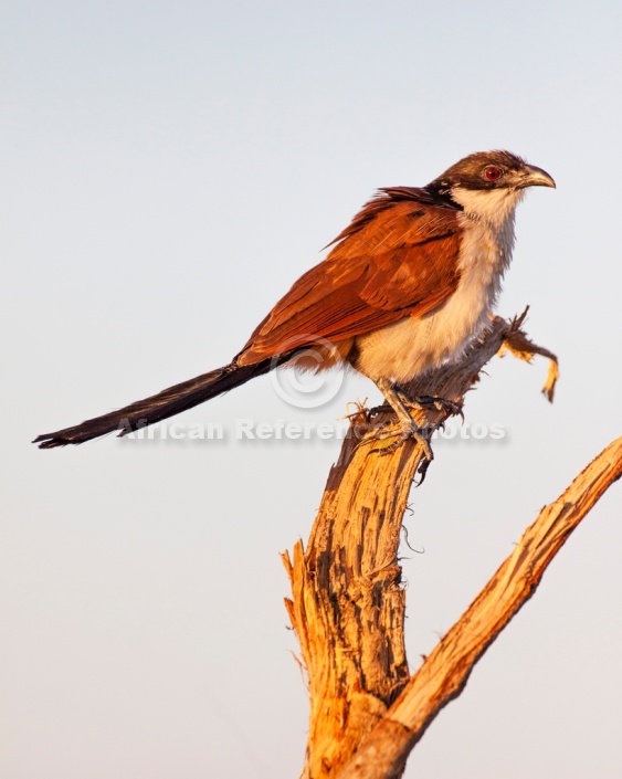 Burchell's Coucal on Tree Stump