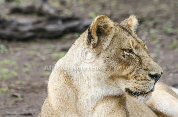 Lioness Looking to Side