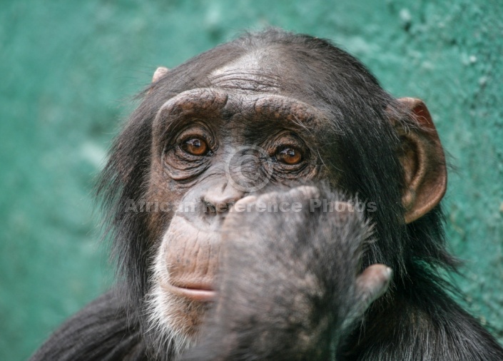 Chimpanzee Head Shot