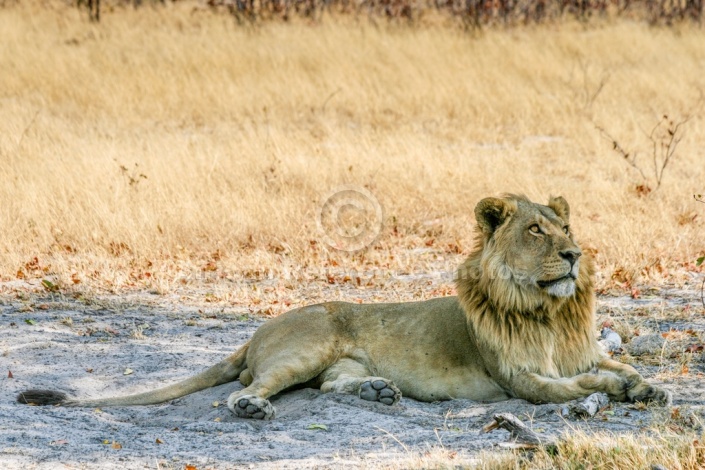 Young Lion Male Lying in Shade