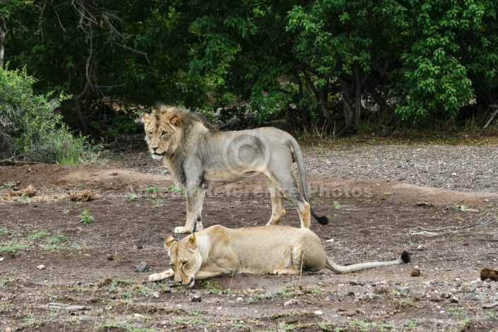Lion Male Watches as Lioness Drinks