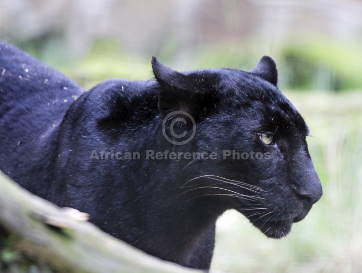 Captive Panther