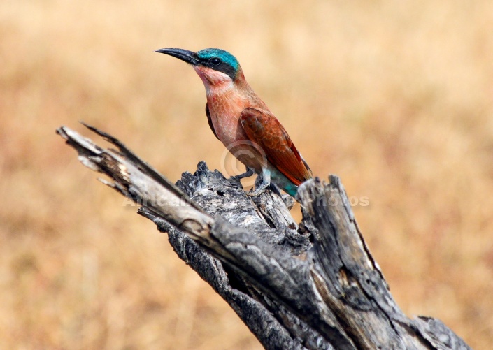 Carmine Bee-eater on Stump