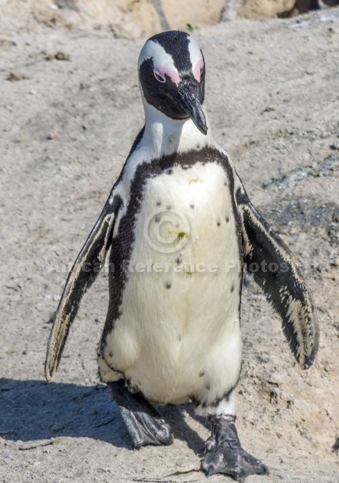 African Penguin