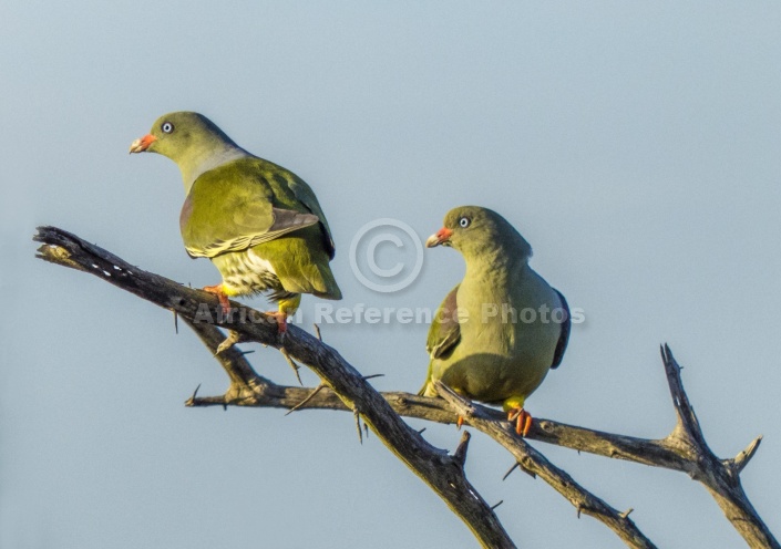 African Green-Pigeon