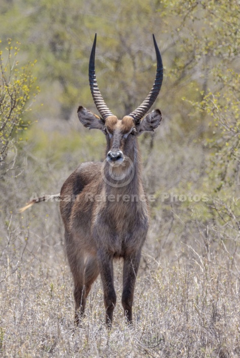 Waterbuck Male, Front-on