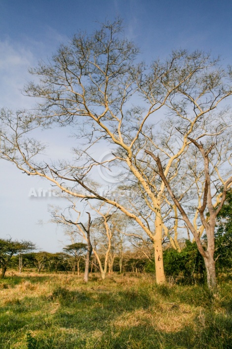 Fever Trees in Grassland