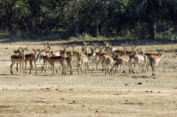 Impala Herd