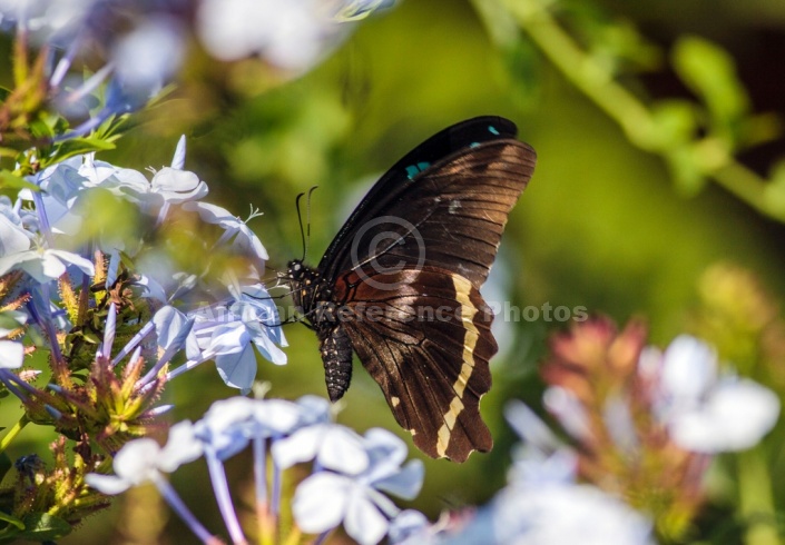 Blue-banded Swallowtail Butterfly, Reference Photo