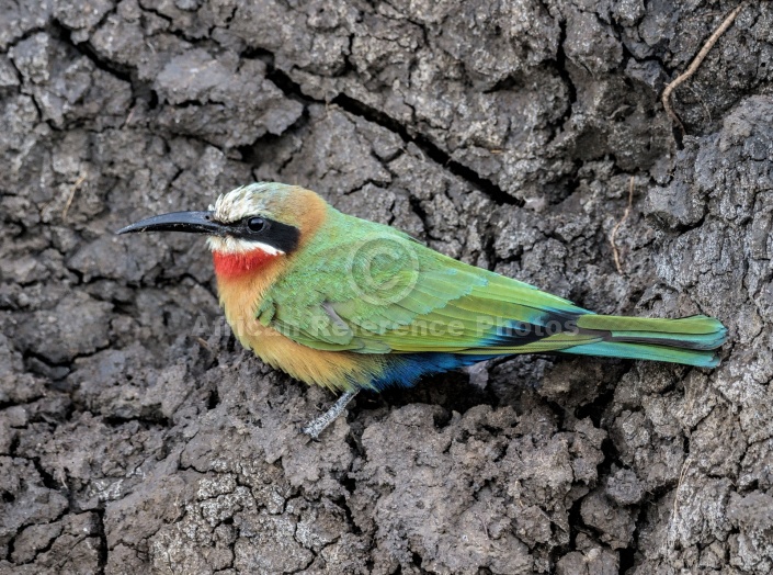 White-fronted Bee-eater, Side-on