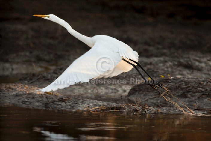 Great Egret Taking Off