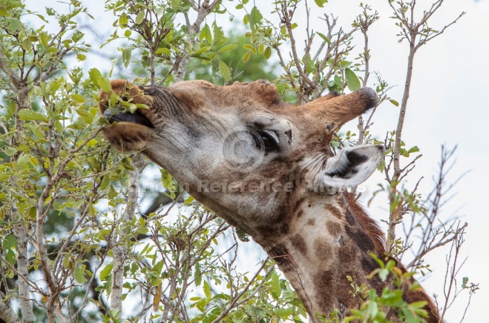 Giraffe plucking leaves using long tongue