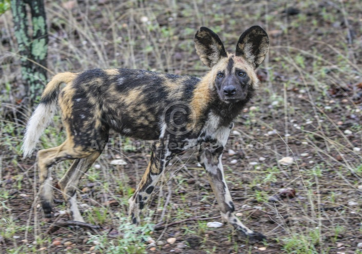 Wild Dog