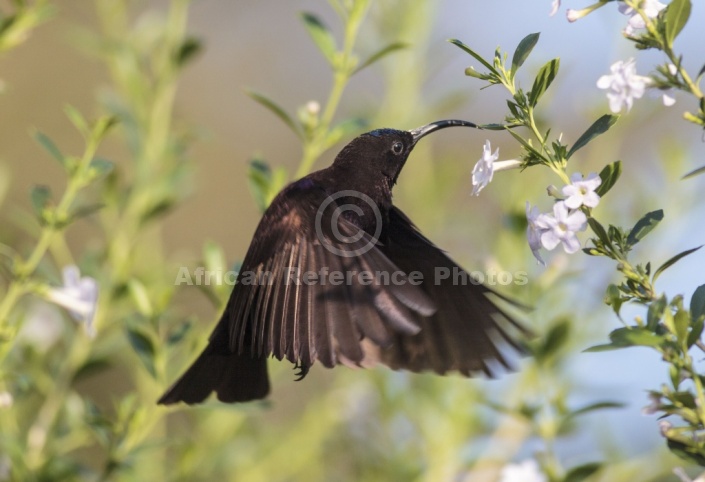 Amethyst Sunbird