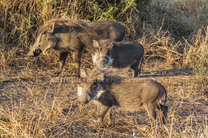 Warthog